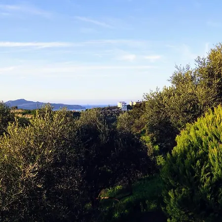 Olive Tree Hillside